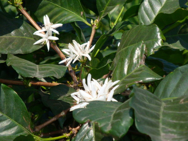 Blüte der Kaffepflanze